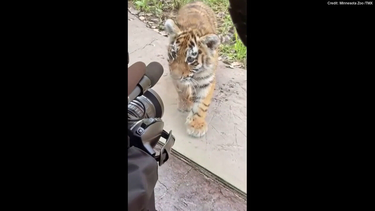 Tiger Cubs With 'Brave' Names Seen Exploring New Habitat At The Minnesota Zoo