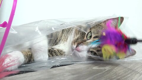 Funny Cat Plays from a Plastic Bag