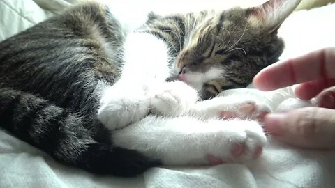 A Happy Sleeping Cat