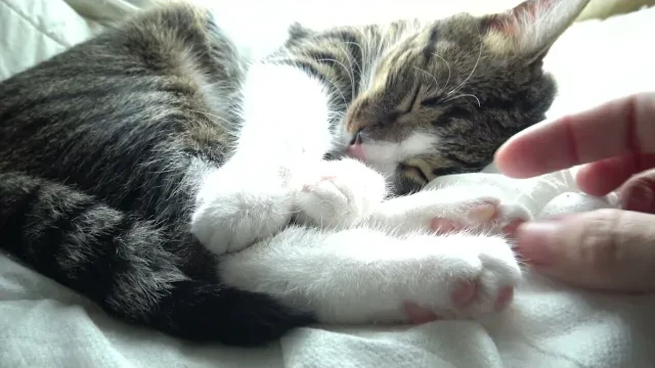 A Happy Sleeping Cat
