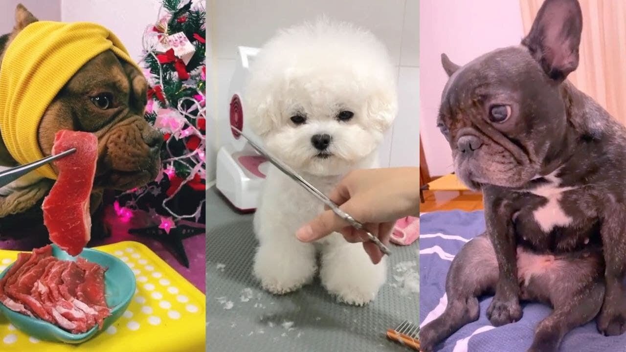 Funny, Smart And Cute Dogs Video Try Not To Laugh 61