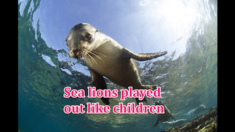 Sea lions played out like children.