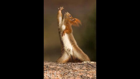 Squirrel dancing to music.
