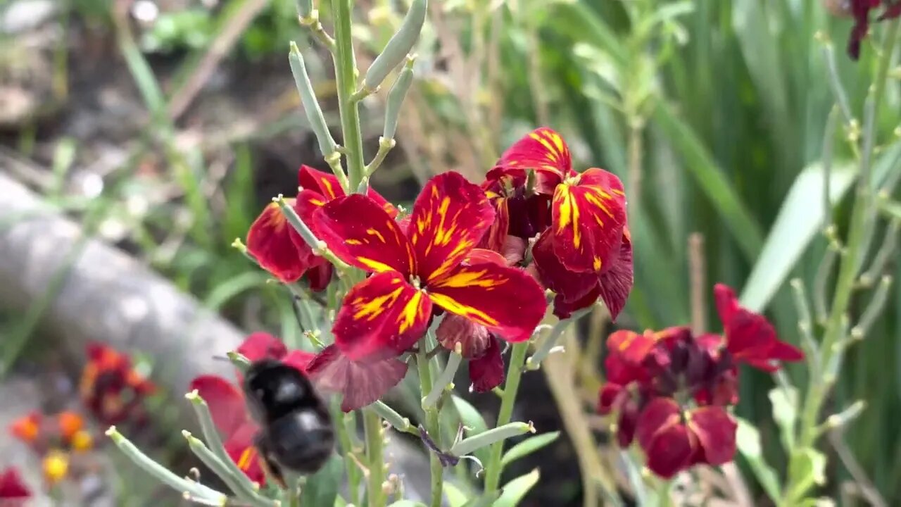 4K Video - Black Bumble Bee Collecting Pollen in London