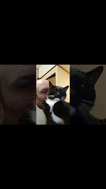 kitty being sweet #shortsfeed #kittycat #shortsvideo #kitty #cutecat #cutekitty #youtubeshorts