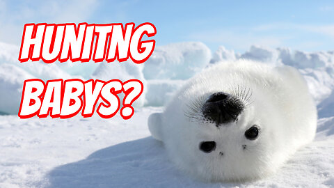 The Cutest Baby Seals!