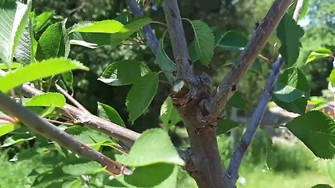 A Father's day Cherry tree