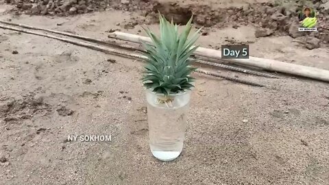 How to Grow Pineapple with Water at Home