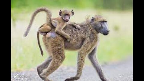 After Baboon Mother Die