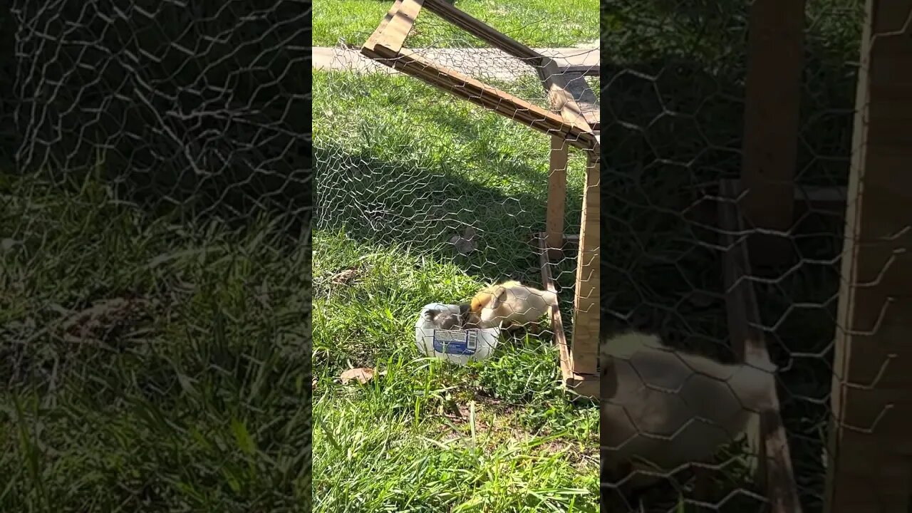 Baby ducks enjoying a nice spring day.