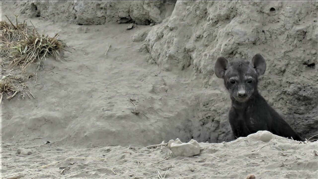 Shy hyena cub decides to leave the den for the first time