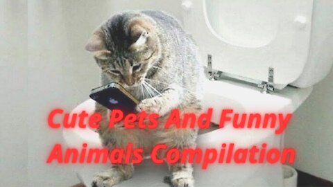 Cute Pets And Funny Animals Compilation #28