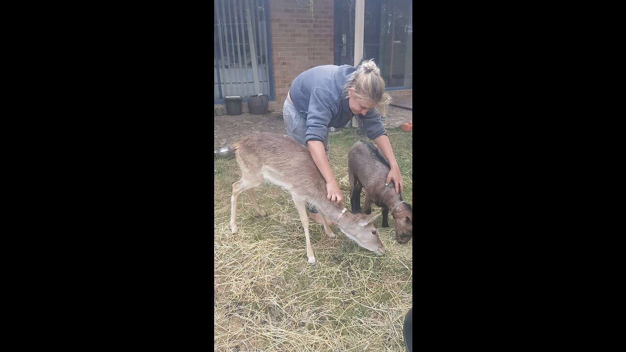 Feeding our nabours DEER