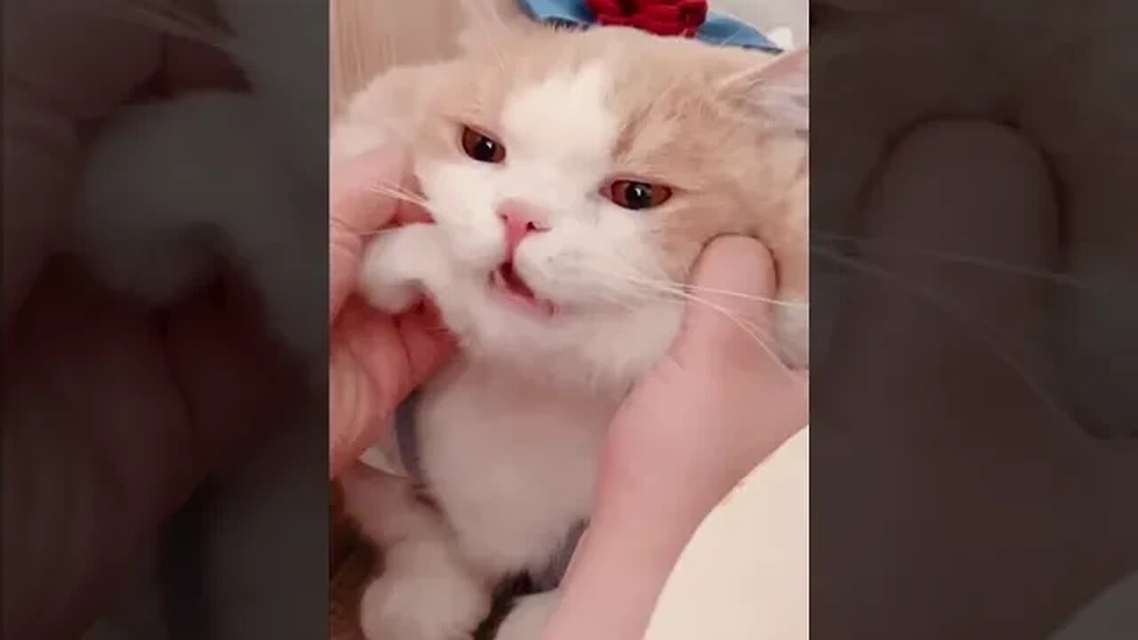 PLAYING CAT VIDEO MEAWWW