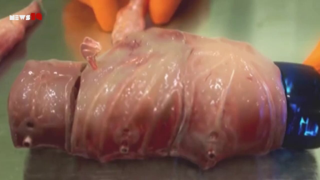 Human module (prototype) | NEWS-19