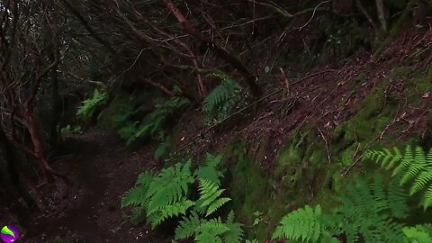 Relaxing music with a video of a walk in the woods and birdsong.