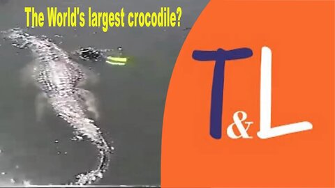 The World's largest crocodile ?