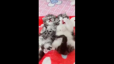 cute cat video