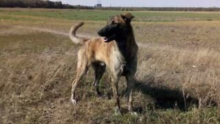 Ce chien tente de manger un lac gelé!