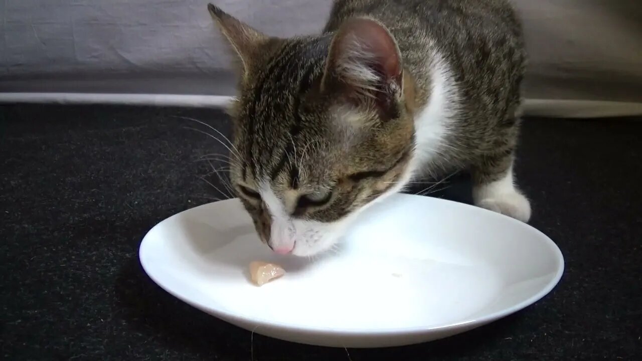 The Meal of the Cat