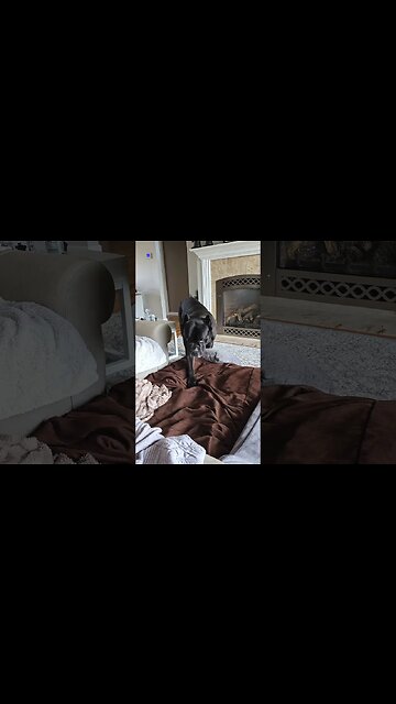 This BEAR is so HANDSOME! #shorts #pets