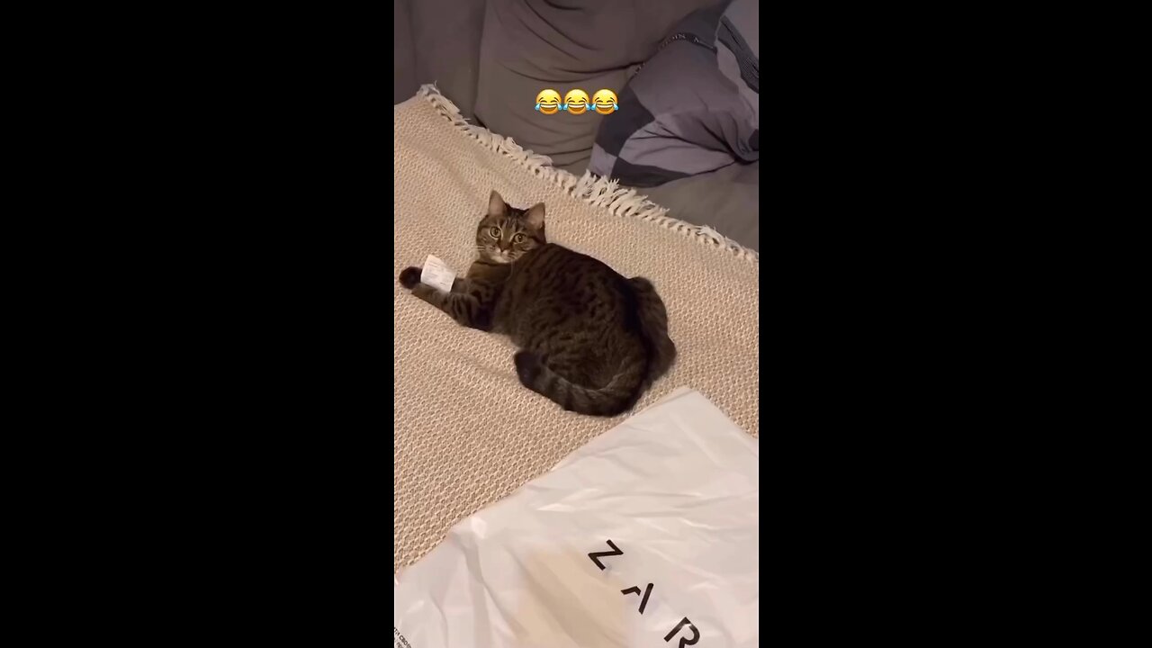 🐈⬛