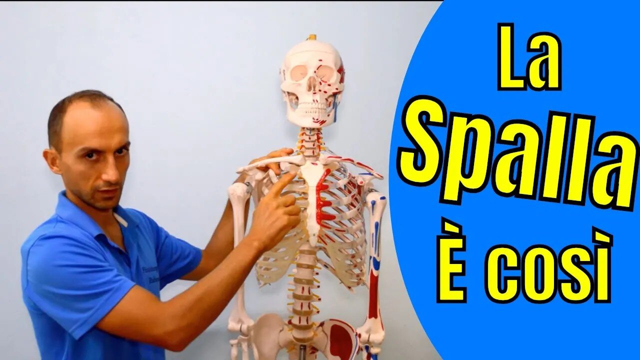 Anatomia della Spalla (Ossa e Articolazioni) Spiegata su Scheletro