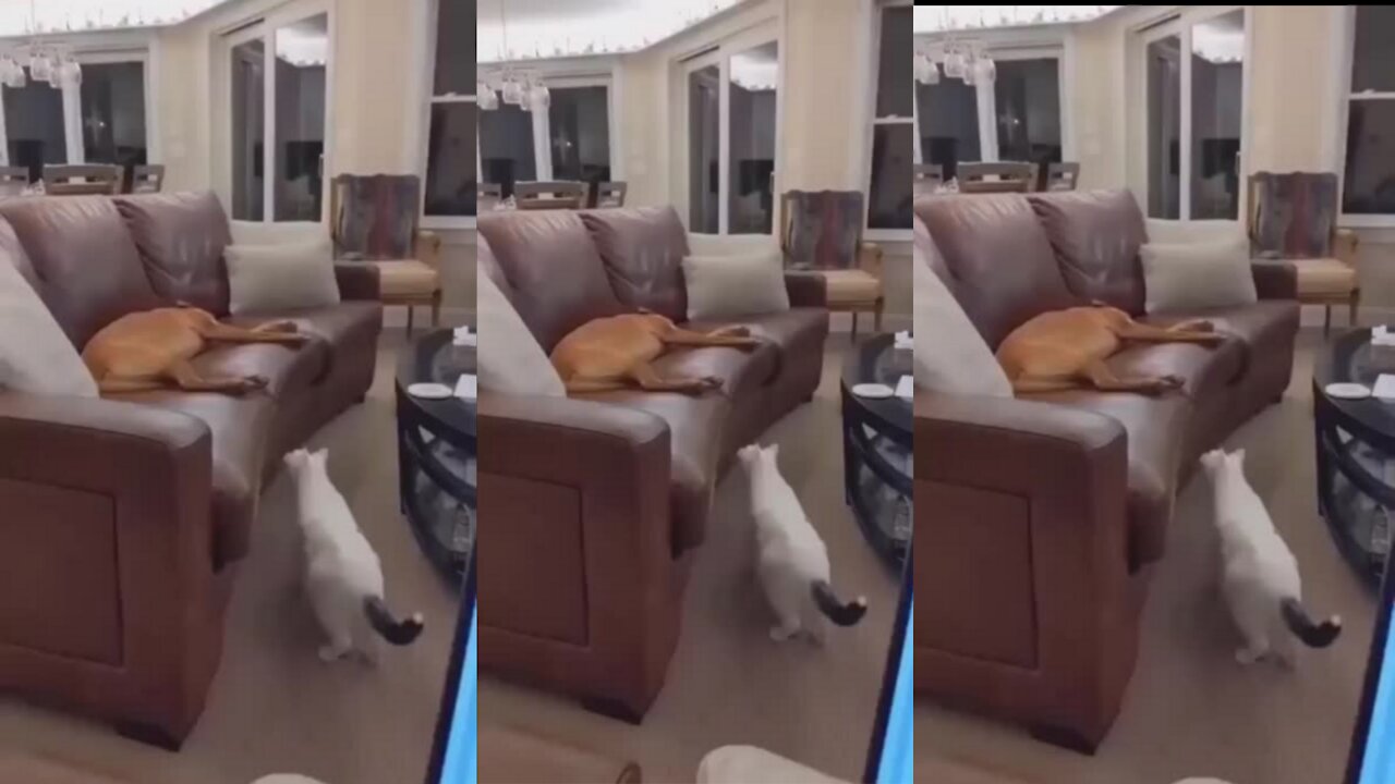 Cat Pranking the Dog and Hiding :)