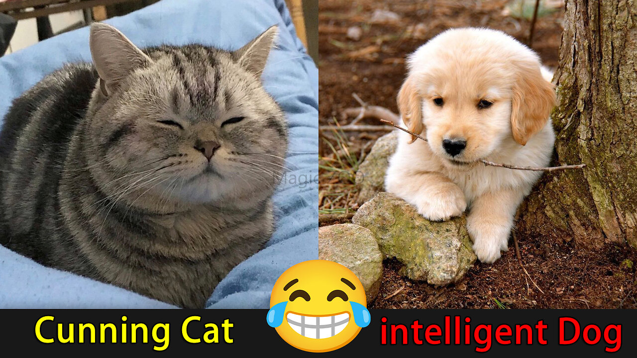 😍Have a Good time with Cunning Cats and intelligent Dogs😽🐶Fantastic Animals Where to Find 29th🤣🦄