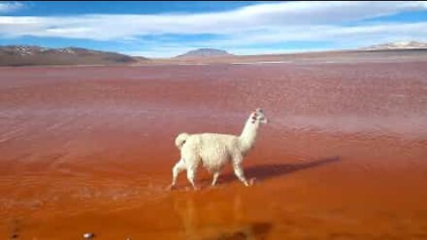 Lama desfila pela Laguna Colorada na Bolívia