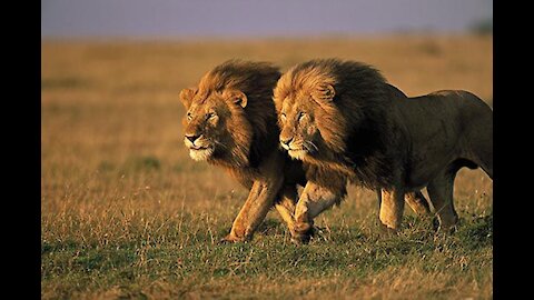 WHEN THE LION ATTACKS_HORRIBLE_DEADLY DANGEROUS.
