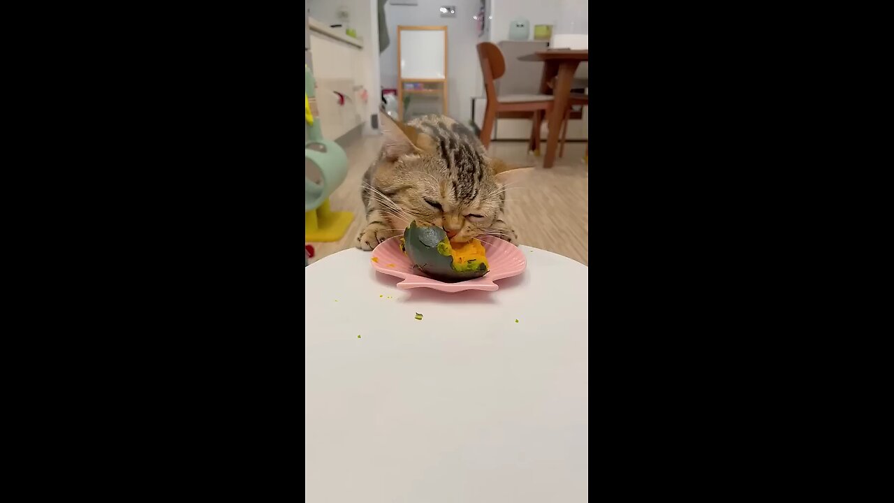 hungry cat eating pumpkin