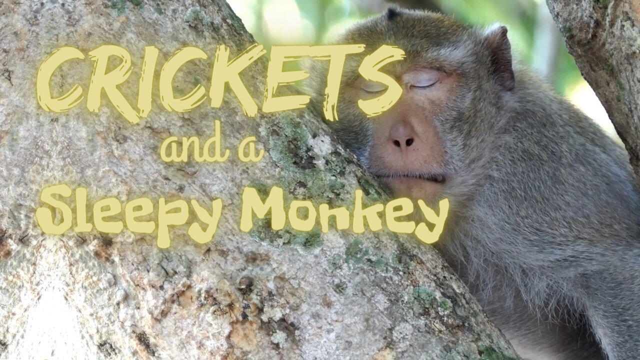 Crickets and a Sleepy Monkey | Crickets and Monkeys | Ambient Sound | What Else Is There?