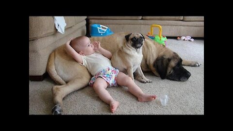 Protection Dog - Dogs Protecting Kids because they are best friend funny dogs trending video