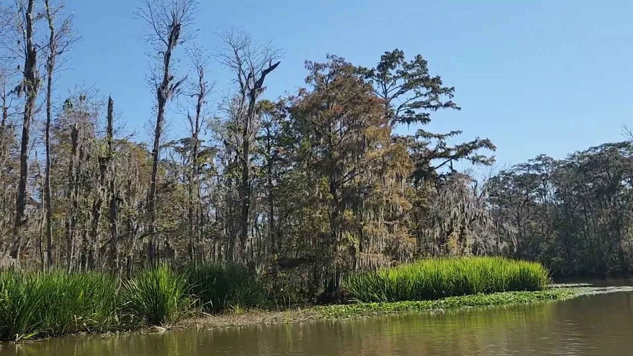 Honey Island Swamp in Louisiana