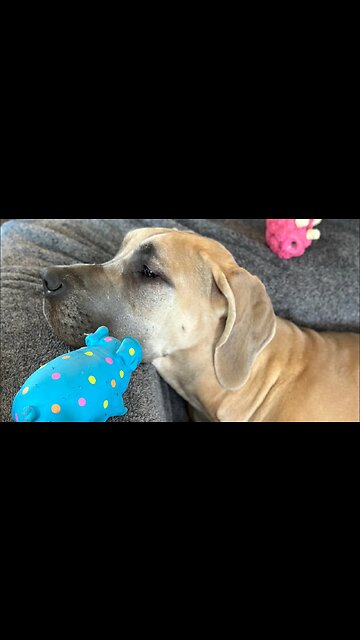 Gertrude and her peanut butter chewy🤣🤣🤣as she goes insane on the couch. 🤣🤣💗