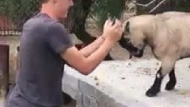 Playful Goat Enjoys Head-Butting With His Favorite Human