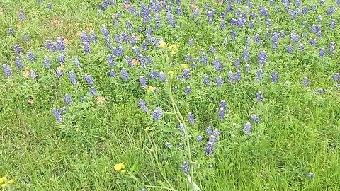 Texas Bluebonnets