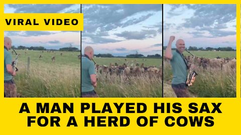 ‘They’re coming to you': A man played his sax for a herd of cows, and they loved it