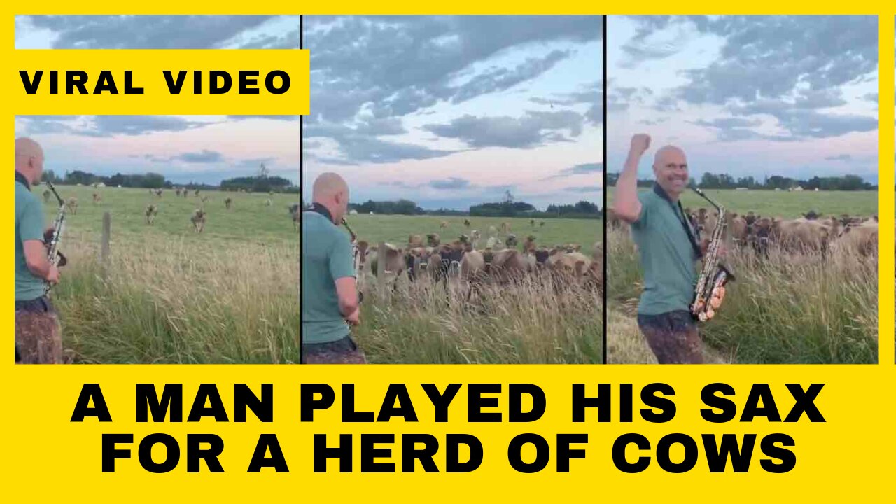 ‘They’re coming to you': A man played his sax for a herd of cows, and they loved it