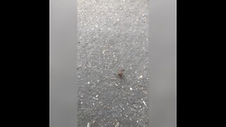 Freaky new spider! What is it?