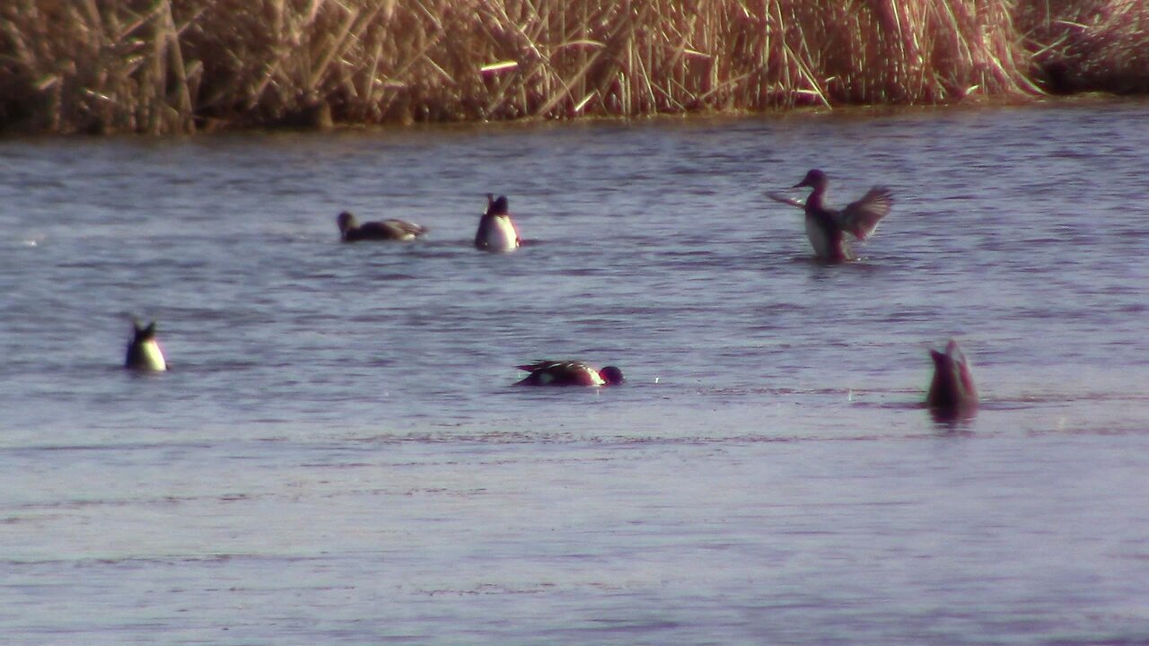 The Simple Pleasure of Watching Ducks Stand On Their Heads.