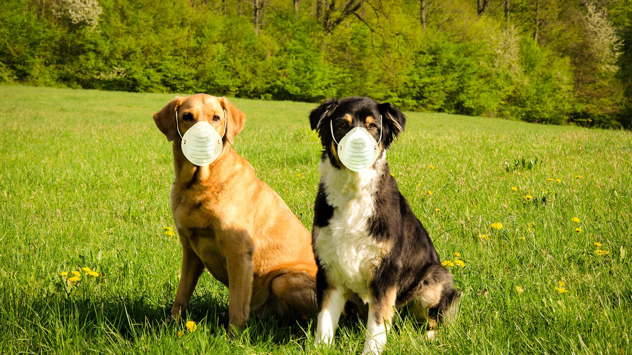 AA-Dog Masks