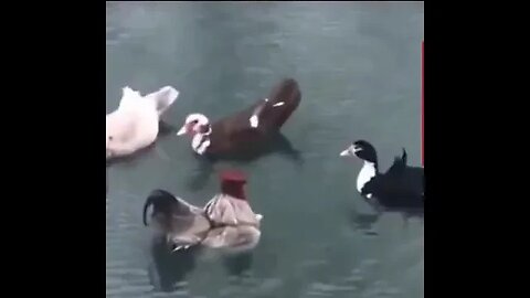 Chicken Raised by Ducks