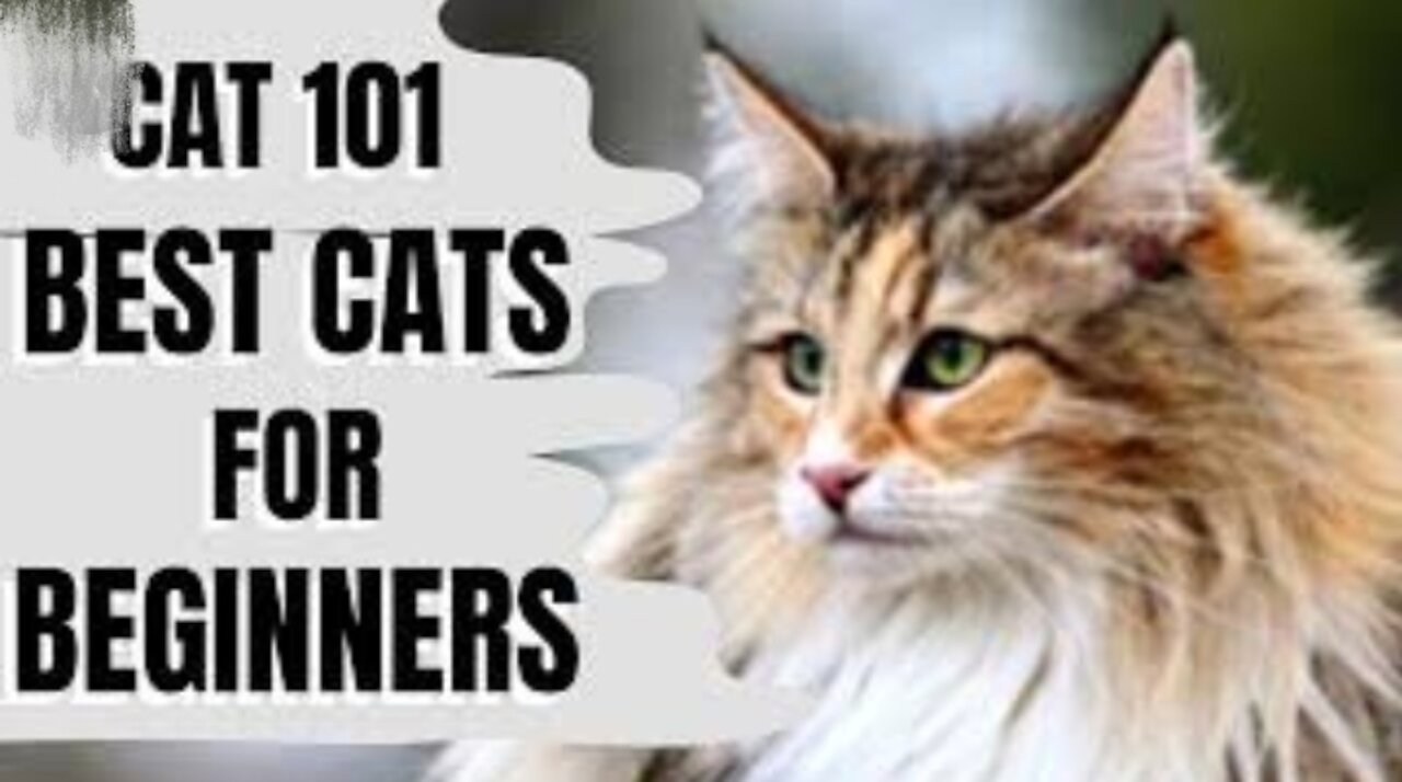 Best and Beautiful Cats for Beginners