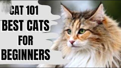 Best and Beautiful Cats for Beginners