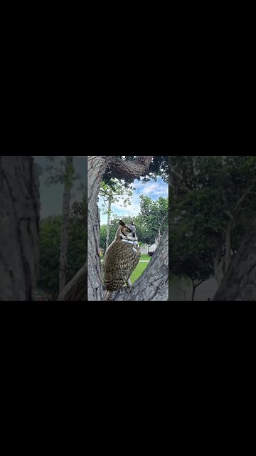 Relaxing Nature Video