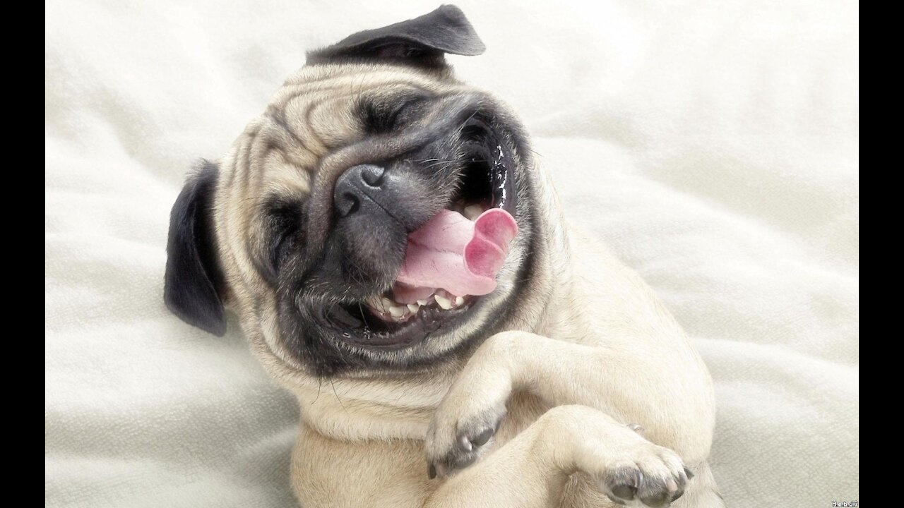 funny dog puppy