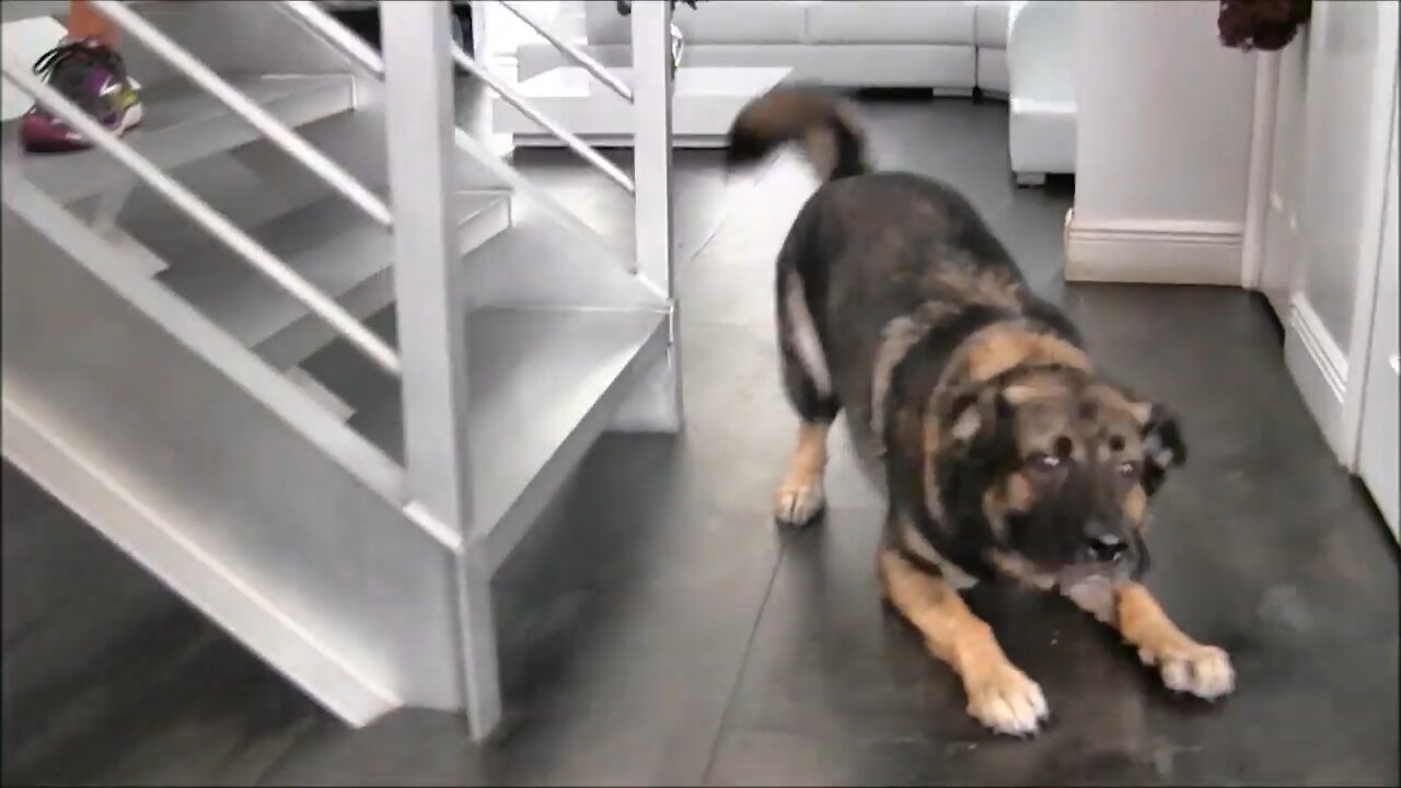 Training dogs to guard people and objects