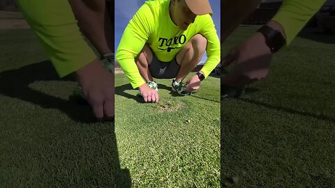 Filling in a Dog Pee Spot